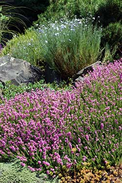 drought-tolerant plants