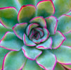 Close up of a succulent