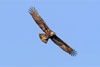 A golden eagle soars in the sky, wings spread.