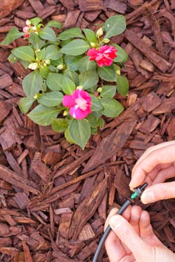 low-water plant, mulch, hands connecting drip-system emitter to tube